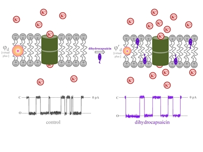 Alkaloids Modulate the Functioning of Ion Channels Produced by Antimicrobial Agents via an Influence on the Lipid Host